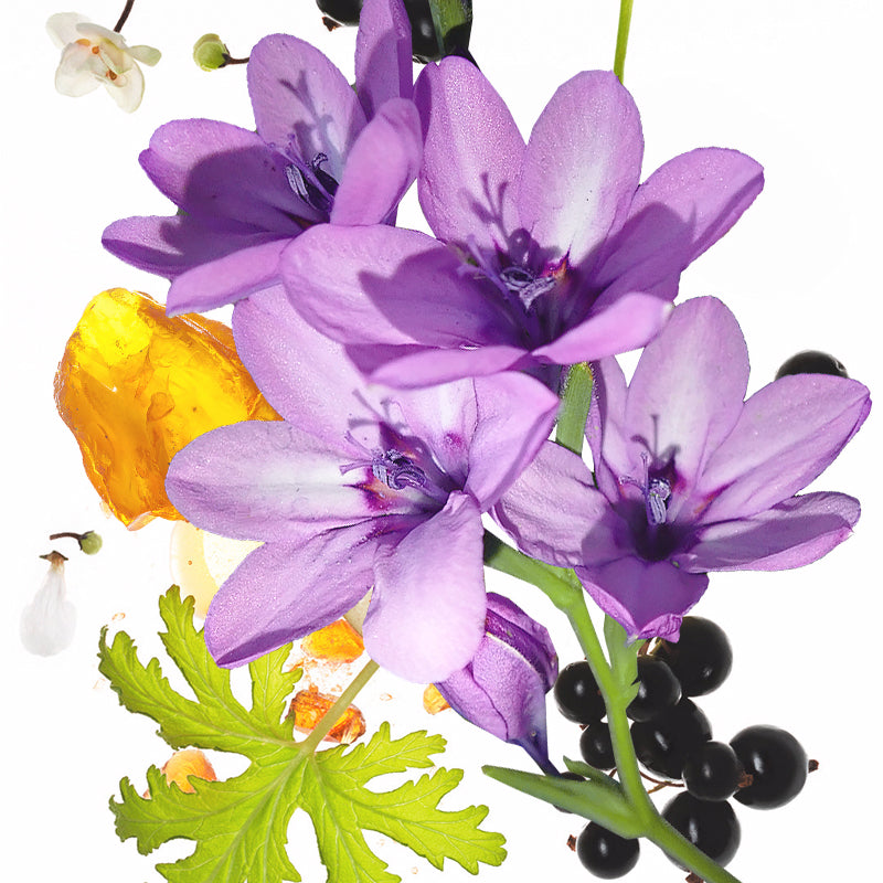 50ml KOEC Luna violeta púrpura - Perfume Fragrance Moisturizer reseña y precio